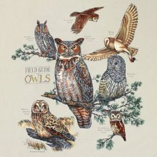 画像2: Liberty Graphics Field Guide To Owls S/S T-Shirts Stone / リバティグラフィックス ショートスリーブ Tシャツ ストーン (2)